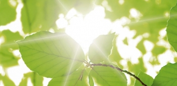 Die Kraft der Sonne nutzen