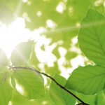 Sonne bricht durch grünes Blätterdach